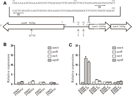 Figure 1 Gene mutation and expression in TNSKP24, K2606 K2606-4, and K2606-16. (A) Mutations in ramR and the intergenic region of ramR-romA in K. pneumoniaeK2606 and its two derivatives when compared with K. pneumoniae MGH78578 (GenBank: CP000647.1). The arrow segments in the intergenic region of romR-romA are the inverted repeat (IR) sequences recognized by the RamR protein (24). The numbering system is based on the “t” prior to romA’s start codon ATG as the 194. Missense mutation (D77H) in ramR, and point mutation (C111T) in the intergenic region of ramR-romA was detected in K2606, K2606-4, and K2606-16, and an additional novel point mutation (C133T) was found between the palindromic repeats in the 2 derivatives. (B) and (C) Transcriptional expression (mean±standard deviation) of ramA, acrB, rarA, and oqxB in TNSKP24, K2606 K2606-4, and K2606-16.