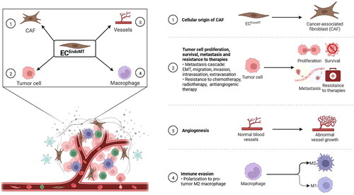 Figure 3. Endothelial-to-mesenchymal transition (EndoMT) promotes tumour progression. ① Endothelial cell undergoing EndoMT (ECEndoMT) mediates the cellular origin of cancer-associated fibroblast (CAF). ② ECEndoMT promotes tumour cell proliferation, survival and metastasis involving epithelial-mesenchymal transition (EMT), migration, invasion, intravasation and extravasation and resistance to chemotherapy, radiotherapy and antiangiogenic therapy. ③ ECEndoMT induces angiogenesis. ④ ECEndoMT enhances immune evasion by inducing M2 polarization of macrophage. Adapted from ‘The Tumor Microenvironment: Overview of Cancer-Associated Changes’, by BioRender.com (2022). Retrieved from https://app.biorender.com/biorender-templates