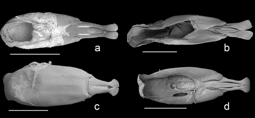 Figure 7. Aedeagi of Heteropsectropus, Muelleropsectropus, and Schyzoschelus. (a) H. aenescens (ventral). (b) Schyzoschelus kaszabi (ventral). (c and d) Muelleropsectropus malaisei (dorsal and ventral respectively). Scale bars = 1 mm.