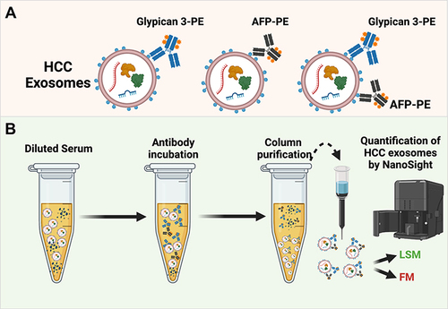 Figure 1 Overview of the experimental workflow of fluorescent-nanoparticle tracking analysis (F-NTA) to quantify HCC exosomes in their native state. (A). Shows antibody selection to immunocapture HCC exosomes. PE-labeled AFP and GPC3 antibodies are specific to HCC-derived exosomes used alone or in combination. (B). Brief presentation of clinical assay used to capture highly purified HCC exosomes for F-NTA quantification. 10μL of human serum was diluted in 100μL of PBS with 1% BSA. Antibody incubation was performed overnight at 4°C with shaking. The next day, the sample was diluted in 1mL of ultrapure-filtered distilled water and passed through the Sephadex column. Samples were further diluted 1:10 in ultrapure water and analyzed by NTA in light scattered mode (LSM) and fluorescence mode (FM).