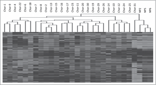 Figure 1. Unsupervised hierarchical cluster analysis of the 1000 most variable probes between chordoma samples and nucleus pulposus samples.