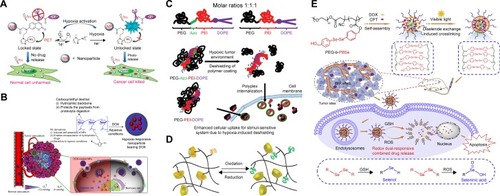 Figure 5 Targeting hypoxia drug delivery and release strategies.Notes: (A) 2-Nitroimidazole was used to conjugate with (7-mithoxycoumarin-4-yl) methyl carboxylates for assessing the photo-SN1-dependent cleavage process. Reprinted with permission from Lin Q, Bao C, Yang Y, et al. Highly Discriminating Photorelease of Anticancer Drugs Based on Hypoxia Activatable Phototrigger Conjugated Chitosan Nanoparticles. Adv Mater. 2013;25(14):1981–1986.Citation74 Copyright (2013) John Wiley & Sons. (B) The carboxymethyl dextran was treated as a backbone and conjugated to 2-nitroimidazole. These nanocarriers could release DOX more rapidly under hypoxic conditions rather than that in normoxic conditions due to nitro- to amino-group reduction, resulted from phase changes of nanocarriers, inducing higher accumulation of DOX in hypoxic cells. Reprinted from Biomaterials, 35(5), Thambi T, Deepagan VG, Yoon HY, et al, Hypoxia-responsive polymeric nanoparticles for tumor-targeted drug delivery, 1735–1743, Copyright (2014), with permission from Elsevier.Citation75 (C) Nanocarriers were designed for hypoxia-induced siRNA uptake and silencing. Reprinted with permission from Perche F, Biswas S, Wang T, Zhu L, Torchilin V. Hypoxia-Targeted siRNA Delivery. Angew Chem. 2014;126(13):3430–3434.Citation76 Copyright (2014) John Wiley & Sons. (D) Bioresponsive and self-healing supramolecular hydrogels were synthesized based on host-guest interaction, in which β-cyclodextrin was treated as host and propenoic acid conjugation ferrocene as guest. Reprinted by permission from Springer Nature, Nat Commun, Redox-responsive self-healing materials formed from host-guest polymers, Nakahata M, Takashima Y, Yamaguchi H, Harada A, Copyright (2011).Citation77 (E) Cross-linking of three diselenide-rich polymers to nanomicelles containing CPT and DOX, resulted in synergistic inhibition of tumor growth. Reprinted from Biomaterials, 121, Zhai S, Hu X, Hu Y, Wu B, Xing D, Visible light-induced crosslinking and physiological stabilization of diselenide-rich nanoparticles for redox-responsive drug release and combination chemotherapy, 41–54, Copyright (2017), with permission from Elsevier.Citation85Abbreviations: CPT, camptothecin; DOPE, phosphoethanolamine; DOX, doxorubicin.