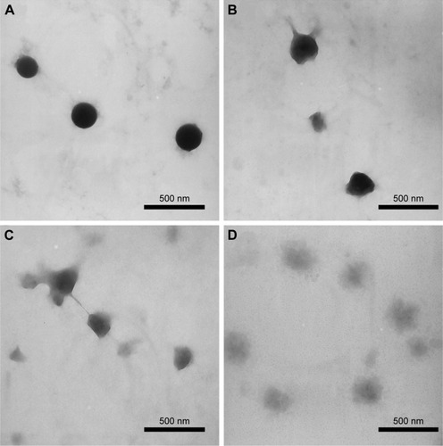 Figure 1 TEM images of CMCS-OH30 NP releasing in SWF solution (pH 7.4). (A) Initial shape in SWF, (B) 4 h in SWF, (C) 12 h in SWF, and (D) 24 h in SWF.Abbreviations: CMCS-OH30 NP, carboxymethyl chitosan nanoparticles; SWF, simulated wound fluid.