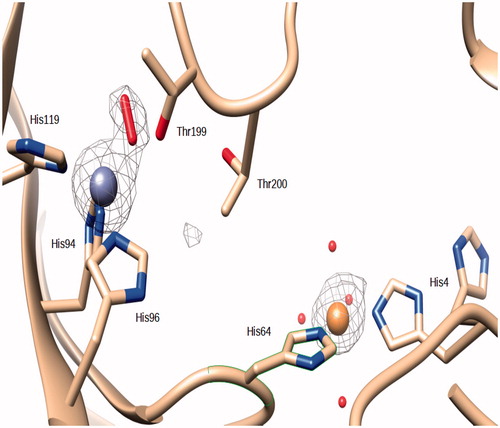 Figure 2. Active site of Zn,Cu-hCA II. The zinc ion (gray sphere) is coordinated by His94, His96 and His119 and a O2 molecule. The Cu(II) (orange sphere) bound to His 64 and His4. An omit Fo − Fc electron density map contoured at 3.5 σ level is also shown.