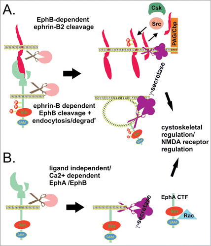 Figure 4. Regulated intramembrane proteolysis of Ephs/ephrins. (A) EphB/ephrin-B interaction can lead to sequential ectodomain and γ-secretase-mediated intramembrane proteolysis of both ligand and receptor in interacting cells. EphB2 bound ephrin-B2 ectodomain is cleaved by metalloprotease activity, generating a membrane bound cytoplasmic fragment (ephrin-B2-CTF1) which is further processed by γ-secretase, yielding a soluble cytoplasmic fragment (ephrin-B2-CTF2) (top cell). Inside the cell, ephrin-B2-CTF promotes tyrosine dephosphorylation of (PAG/Cbp), and relieves Csk-inhibition of Src kinases, which in turn facilitates tyrosine phosphorylation of ephrin-B2.Citation98,124 Ligand-binding to EphB2 also promotes receptor ectodomain cleavage, endocytosis, and γ-secretase cleavage, to produce soluble Eph cytoplasmic domain (bottom cell).Citation106 This regulated intramembrane proteolysis in both cells contributes to cytoskeletal regulation, migration, proliferation and survival. (B) EphA/B receptor ectodomain shedding also occurs in the apparent absence of ligand, via MMP/ADAM activity, stimulated by NMDA receptor signaling or calcim influx. The plasma membrane bound Eph cytoplasmic fragment (Eph-CTF) then undergoes γ-secretase cleavage. Both ligand-independent and -dependent EphB pathways may regulate NMDA receptor signaling and synaptic plasticity.Citation106 In addition, calcium-stimulated EphA4 shedding at synapses promotes dendritic spine formation via Rac signaling.Citation133