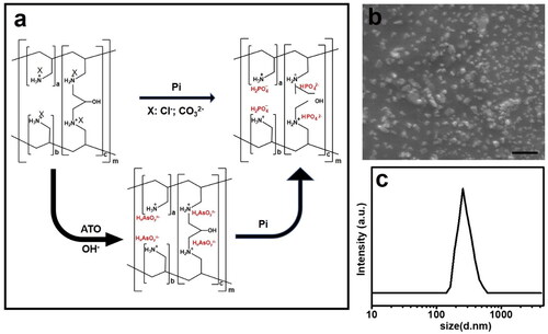 Figure 1. (a) Schematic of uploading and downloading of ATO; (b) SEM images of the sevelamer arsenite nanoparticles, scale bar: 1 µm.