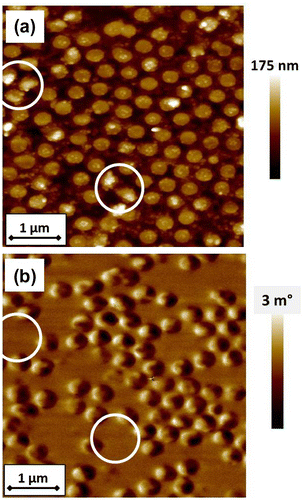 Figure 10. (a) AFM image of Fe50Pd50 dot array annealed at Ta = 600°C for 1200 s (d ≈ 328 nm, t = 50 nm) and (b) corresponding MFM image acquired at magnetization remanence after applying a magnetic field perpendicular to the film plane of about 10 kOe. Circles indicate different regions on the film surface.