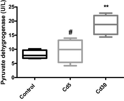 Figure 8. Effect of cadmium on cardiac pyruvate dehydrogenase activity. The activity of pyruvate dehydrogenase enzyme significantly increased with increasing dosage of cadmium (*p < 0.05 compared with the control, #p < 0.05 compared with the Cd30 group).