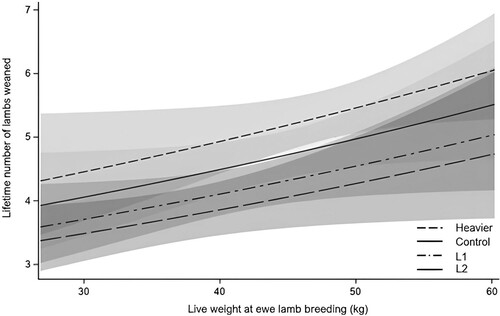 Figure 3. The number of lambs weaned over the lifetime of ewes in Heavier (n = 135), Control (n = 135), L1 (n = 135) and L2 (n = 88) treatments in relation to their live weight at ewe lamb breeding (d209; log predictions and 95% confidence intervals shown). Heavier: ewes born as twins to mixed-age ewes and grown to 48 kg by d209; Control: ewes born as twins to mixed-age ewes and grown to 44 kg by d209; L1: ewes born to ewe lambs as singletons; L2: ewes born to ewe lambs as twins; performance from all ewes were included regardless of whether they died or were removed from the study prior to d1882.