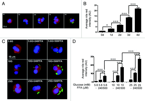 Figure 2. (A) Time course of lipid droplet formation in dispersed rat β-cells. Dispersed rat islet cells (105) were treated for the indicated time periods with 25 mM glucose and 500 μM FFAs. After treatment, cells were processed for immunostaining. Insulin (red), nuclei (blue), and Nile red staining (green) are shown. (B) The bar graph shows the average Nile red intensity for a total of ~80 clusters of insulin-positive cells per time point from three independent experiments is shown. (C) Dose-dependent effects of glucose and FFAs on lipid droplet formation. Dispersed rat islet cells (105) were treated for 4 days as indicated. After treatment, cells were processed for immunostaining. Insulin (red), nuclei (blue), and Nile red staining (green) are shown. 5.6G and 240FFA denote 5.6 mM glucose and 240 μM FFAs, respectively. (D) The bar graph shows the average Nile red intensity for a total of ~80 clusters of insulin-positive cells per condition from three independent experiments.