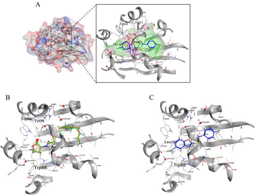 Figure 7. Predicted binding model of compounds (OdDHL, 6b) and LasR (PDB code: 2uv0). (A) The pocket surface view of interactions between OdDHL, 6b with receptor protein lasR; (B) Superposition of native docking of OdDHL and OdDHL in LasR X-ray crystal structure, showing as OdDHL in green, OdDHL in LasR X-ray crystal structure in orange; (C) Details of 6b binding. 6b was shown in blue. The Residues involved in interactions with compounds are depicted as sticks in black and named in red. The hydrogen bonds are shown as aqua dashed lines.