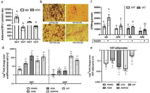 Figure 2. Depot-specific differences in adipocyte metabolism in response to obesity. Effect of diet and adipose tissue depot on adipogenic differentiation of SAT and VAT adipocytes after 14d of in vitro differentiation in 2D culture demonstrated by lipid accumulation measured with (a) AdipoRed (Lonza) and (b) Oil Red-O staining (scale bars: 100 µm). Different letters (a-c) represent P ≤ 0.05 using Tukey multiple comparisons analysis. (c) Effect of diet on basal and insulin-stimulated glucose uptake in SAT and VAT 2D adipocytes measured with 3 H-2-deoxy-glucose uptake assay. Different letters (a-d) represent P ≤ 0.05 for Tukey multiple comparisons analysis. Statistical analysis for SAT and VAT adipocytes were performed separately. Insulin-stimulated glucose uptake was higher in ND SAT than ND VAT (P < 0.0001), but similar between HFD SAT and HFD VAT (P = 0.395; not indicated on graph). (d,e) Effect of obesity on gene expression of adipogenic and mature adipocyte markers of 2D adipocytes measured by qPCR. In (d), values are shown as log2 fold change in adipocyte gene expression relative to matched undifferentiated preadipocytes as a referent = 1. In (e), values are shown as log2 fold change in VAT adipocytes relative to matched SAT adipocytes as a referent = 1. *P < 0.01, **P < 0.0001 using unpaired t-tests comparing delta CT values between VAT and SAT arms; n = 8 ND, 8 HFD mice