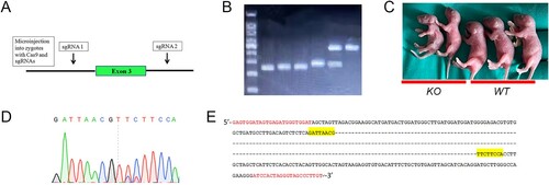 Figure 1. Deletion of exon 3 in G6pc gene by CRISPR/Cas9 with two sgRNAs. (A) Overview of targeted G6pc exon 3 deletion strategy by microinjection of sgRNA and Cas9 mRNA into mouse zygotes. (B) Genotyping by PCR analysis: ∼450 bp (wild-type, WT), ∼250 bp (G6pc−/−), and ∼450 and ∼250 bp (G6pc+/−). (C) Morphology of WT and G6pc−/− mice. (D) and (E) Representative sequence results of 215-bp deletion targeting exon 3 of G6pc using sgRNA1 and sgRNA2. Primers for sequencing are in red. Yellow indicates sequencing results of D.