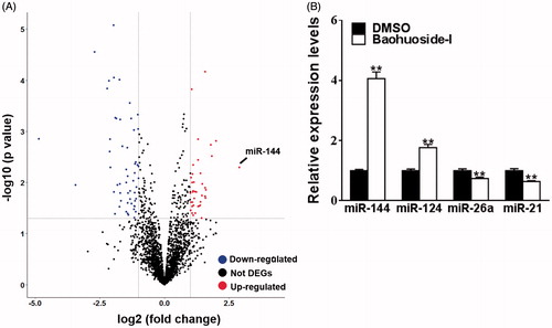 Figure 2. Baohuoside-I upregulates miR-144 expression levels. M14 was treated with 20 μg/mL baohuoside-I or DMSO. (A) After 24 h, the RNAs of the cells were isolated and were analyzed by microarray, and the different expression genes (DEGs) were displayed as volcano plot. (B) Cells were treated as above, the expression levels of differential miRNAs (miR-144, miR-124) were detected by qRT-PCR. Data were presented as mean ± SD from three independent experiments with triple replicates per experiment. **p < 0.01 compared to DMSO group. **p < 0.01 compared to DMSO group.