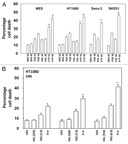 Figure 1. Pazopanib and sodium valproate interact to kill multiple sarcoma cell lines. (A) Sarcoma cells were treated with vehicle (VEH, DMSO), pazopanib (PAZ, 5.0 μM) and/or sodium valproate (VAL, 500 μM) as indicated. Cells were isolated 24 h and 48 h after exposure and viability at each time point determined by trypan blue exclusion (n = 3, ± SEM) *P < greater than vehicle control. (B) HT1080 cells were treated with vehicle (VEH, DMSO), pazopanib (PAZ, 2.0 μM, 4.0 μM, 6 μM) and/or sodium valproate (VAL, 250 μM, 500 μM, 750 μM) as indicated. Cells were isolated 24 h after exposure and viability at each time point determined by trypan blue exclusion (n = 3, ± SEM) *P < greater than vehicle control.