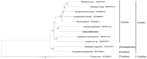 Figure 1. Maximum likelihood phylogenetic tree of Cletus rubidiventris constructed with 12 species based on mitochondrial genome. The phylogenetic tree includes the maximum likelihood bootstrap (BS) values of the nodes.