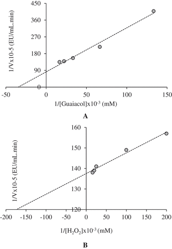Figure 4. Lineweaver-Burk graphs substrate pattern of peroxidase from cress (Lepidium sativum sub sp. sativum). (A) Guaiacol substrate, (B) H2O2 substrate.