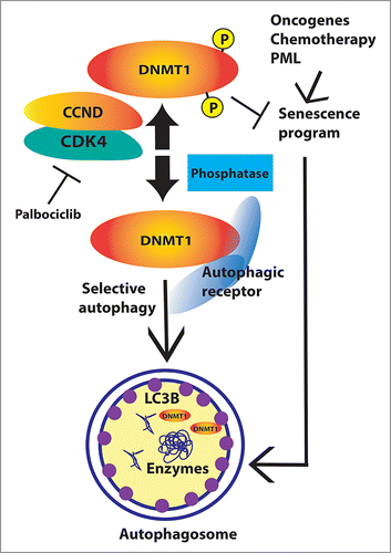Figure 1. CDK4-CDK6 protect DNMT1 from autophagy. The effect of CDK4-CDK6 on DNMT1 levels can be inhibited by palbociclib or the autophagy inhibitor bafilomycin A1. The model predicts that a phosphatase can also target DNMT1 for autophagy and that an autophagy receptor able to link DNMT1 to the phagophore (the autophagosome precursor) would be involved. Inhibition of CDK4-CDK6 and targeting of DNMT1 for autophagy allow changes in epigenetic marks, which facilitate the induction of the senescence program in tumor cells. The senescence program itself involves an increase in the autophagy pathway generating a potential positive feedback mechanism to reinforce senescence.