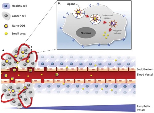 Figure 1 Scheme of (A) a free drug (eg, chemotherapy) versus encapsulated drug in a DDS for tumor delivery by passive targeting via the EPR effect and (B) active targeting using a ligand-mediated cellular internalization of the encapsulated drug via receptor-mediated endocytosis. The nanosize of well-designed DDS allows the drug to circulate for a longer period of time in the bloodstream to eventually extravasate and accumulate in the tumor tissue through “leaky” tumor vasculature. Decorating the nanocarriers with targeting ligands allows the specific binding to receptors overexpressed on tumor cells.