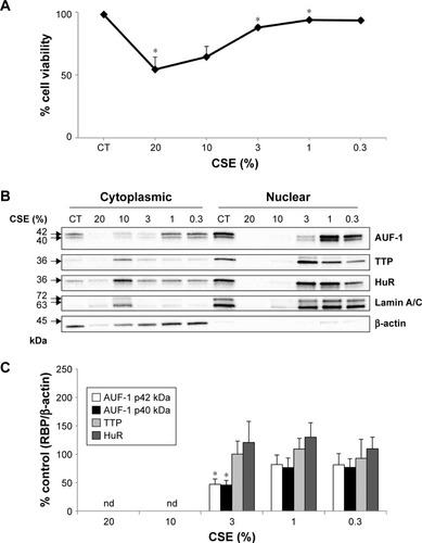 Figure 4 Effect of CSE on RBP expression in BEAS-2B cells.