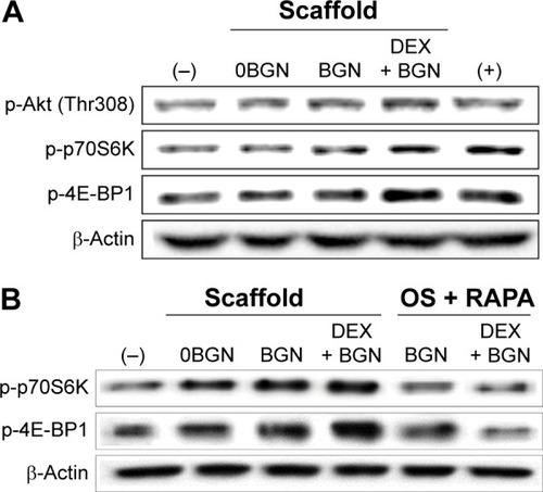 Figure 7 Akt/mTOR signaling pathway, analyzed by Western blot.Notes: (A) Analysis of p-Akt, p-p70S6K, and p-4E-BP1. (B) Inhibition study to verify the signaling pathway, where cells were pretreated with rapamycin (100 ng/mL) for 1 hour and then incubated with samples for 30 minutes. Data are representative of three independent experiments.Abbreviations: BGN, bioactive glass nanoparticle; DEX, dexamethasone; mTOR, mammalian target of rapamycin; RAPA, rapamycin.