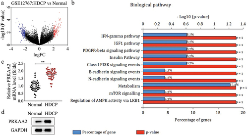 Figure 1. PRKAA2 is upregulated in HDCP patient samples a. the aberrant highly expressed mRnas in HDCP samples were screened out through bioinformatic analysis. b. All upregulated mRnas were subjected to gene enrichment analysis using the Funrich software. c. the mRNA level of PRKAA2 in the placental tissues of HDCP patients and normal puerpera was measured by qPCR. d. the level of PRKAA2 protein in the placental tissues of HDCP patients and normal puerpera was measured by western blot. **P < .01 indicated statistically significant difference between groups.