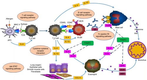 Figure 3 Illustration of the asthma pathway induced by the major putative YHQFC targets and known therapeutic targets of chronic bronchitis.