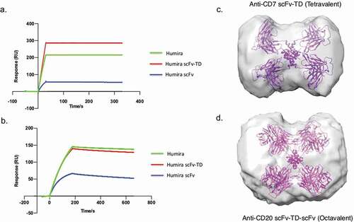 Figure 3. SPR sensograms of Humira, Humira scFv-TD, and Humira scFv to TNF using immobilized Quad proteins (a) or immobilized recombinant TNF protein (b). SAXS analysis developed molecular envelopes and representative models of tetrameric and octameric proteins (Panels C and D). (c) Model of chimeric molecule CD7 scFv-TD (purple) fitted into the experimentally determined scattering envelope. The model suggests the chimeric molecule adopts a cruciform structure in good agreement with the envelope. (d) Model for construct CD20 scFv-TD-scFv (magenta) fitted to an experimentally determined scattering envelope, which again suggests a cruciform structure is adopted by the chimeric molecule.