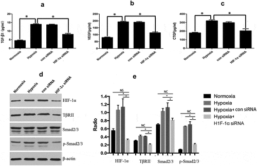 Figure 3. HIF-1α activates the TGF-β/Smad signaling pathway. Hypoxic stimulation increased the secretion of TGF-β, CTGF, and VEGF; after silencing HIF-1α, hypoxia did not significantly increase the secretion of TGF-β, CTGF, and VEGF (a, b, and c). Hypoxic stimulation induced the KFs to express TGF-βII and p-Smad2/3; their expression levels were decreased in hypoxic conditions after knockdown of HIF-1α gene expression (d), and the results were confirmed by densitometric quantified analysis (e). (*p < 0.05)