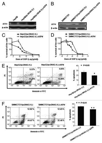 Figure 2. Overexpression of ATF4 results in chemoresistance to cisplatin in HCC cell lines. (A and B) western blot analysis of ATF4 expression in HepG2 and SMMC7721 stable transfectants. (C and D) Overexpression of ATF4 confers cisplatin tolerance of HepG2 and SMMC7721 cell lines. ATF4-overexpressing cells and control cells were exposed to various concentrations of cisplatin. After 72 h incubation, cell survival was analyzed with a WST-1 assay. (E and F) Cisplatin-induced apoptosis is inhibited in cells overexpressing ATF4. HepG2/pcDNA3.1(-)-ATF4 and HepG2/pcDNA3.1(-) cells were treated with cisplatin (25 μg/ml) for 24 h, and SMMC7721 /pcDNA3.1(-)-ATF4 and SMMC7721 /pcDNA3.1(-) cells were treated with cisplatin (2.5 μg/ml) for 24 h. The cells were stained with AnnexinV-FITC and PI and analyzed by flow cytometry. All error bars indicate S.D., *p < 0.05, **p < 0.01.