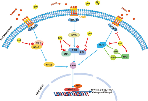 Figure 7 A proposed working model for the inhibition of Eng on osteoclastogenesis.