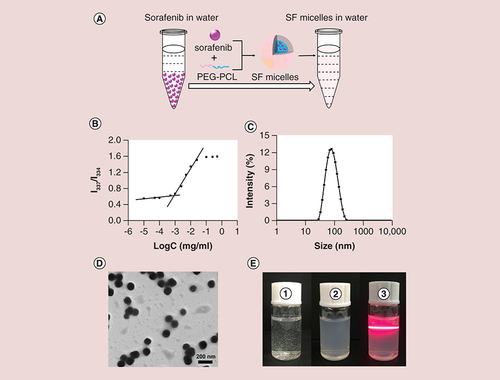 Figure 1. Preparation and characterization of sorafenib-loaded PEG-poly (ε-caprolactone) micelles. (A) Schematic diagram of the preparation of SF micelles with a core-shell structure. (B) Critical micelle concentration of PEG-PCL micelles determined by fluorescence spectrophotometer using pyrene as a fluorescent probe. (C) Dynamic light scattering analysis and (D) Transmission electron microscopy images of SF micelles. (E) Photographs of (1) sorafenib in water; (2) SF micelles in water; (3) Tyndall effects of SF micelle solution.PCL: Poly (ε-caprolactone); SF micelle: Sorafenib-loaded PEG-poly (ε-caprolactone) micelle