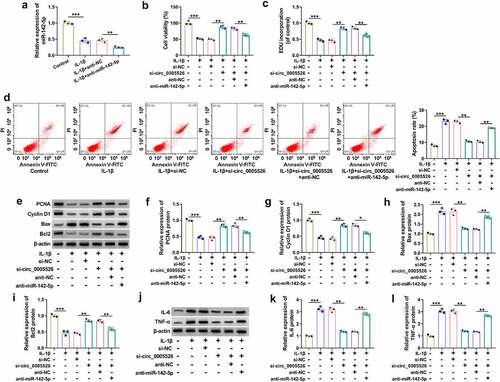 Figure 4. The si-circ_0005526-induced protection was counteracted by inhibition of miR-142-5p in IL-1β-treated chondrocytes. (a) RT-qPCR was applied for miR-142-5p quantification in control, IL-1β (10 ng/mL), IL-1β+anti-NC, or IL-1β+anti-miR-142-5p group. (b-l) CHON-001 cells were treated with control, IL-1β (10 ng/mL), IL-1β+si-NC, IL-1β+si-circ_0005526, IL-1β+si-circ_0005526+ anti-NC, or IL-1β+si-circ_0005526+ anti-miR-142-5p. (b) Cell viability was examined through CCK-8 assay. (c) Cell proliferation ability was assessed through EdU assay. (d) Apoptosis rate was determined via flow cytometry. (e-i) PCNA, Cyclin D1, Bax and Bcl2 protein levels were assayed by western blot. (j-l) IL-6 and TNF-α levels were detected using western blot. **P < 0.01, ***P < 0.001.