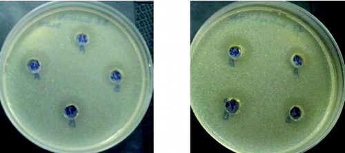 Figure 8. Antimicrobial activity of L. plantarum (1) and L. brevis (2) against Staphylococcus aureus 746 on 24th and 48th hour 1 – L. plantarum 2 – L. brevis.