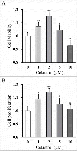 FIGURE 1. Celastrol improves viability and proliferation of mouse inner ear stem cells in a dose-dependent manner. Cell viability (A) and proliferation (B) of the mouse inner ear stem cells were measured by MTT and BrdU incorporation assay, respectively, after 48 hr treatments of increasing Celastrol doses (0, 1, 2, 5 and 10 μM). Values were shown as mean + SD. *p < 0.05, **p < 0.01, n not significant, compared to 0 μM Celastrol.