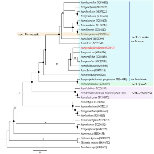 Figure 3. Phylogenetic tree of Acer pseudosieboldianum and related taxa inferred from maximum likelihood based on the 78 coding genes sequences. The outgroup was Aesculus wangii (NC 035955). The bootstrap supporting values are described on the branches, with black spots indicating 100% BP values. The position of A. pseudosieboldianum is indicated in red and the sectional classification of A. pseudosieboldianum and its related taxa are shown in different colors. The details of cp genome sequences of 30 Acer and two Dipteronia for the present molecular phylogenetic analysis are provided in Supplementary Table 1.
