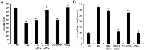 Figure 6 TER and permeability are regulated by decreased ezrin levels in human bronchial epithelial cells. Functional integrity and permeability of a BEAS-2B cell layer was evaluated by measuring (A) TER and (B) permeability. BEAS-2B cells were treated with 3 μM NSC305787 or vehicle control (DMSO) for 6 h at 37 °C and/or stimulated with normal glucose (NG, 5 mM), or high glucose (HG, 30 mM). The results were expressed as fold-change versus the NG group (5 mM). **P<0.01, #P<0.01. Figure is representative of n=3.