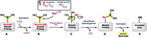 Figure 1. The release mechanism of active prodrug from boron-masking using direct C–B bond oxidation/rearrangement strategy.