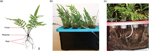 Figure 1. (a) Representative image of a young Pteris (scale bar 1 cm), (b) the hydrophonic cuculturee system used for ferns growth and (c) the roots of the ferns after 4–5 months of hydroponic growth.