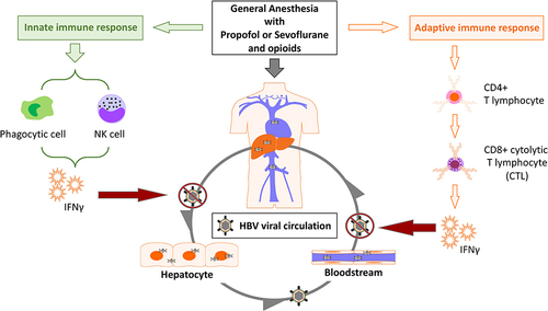 Figure 4 The putative mechanism transiently enhanced the immune clearance of HBV after general anesthesia. Grey arrows indicate the circulation of hepatitis B virus (HBV) and its virions containing relaxed circular DNA (rcDNA) in hepatocytes and bloodstream; Orange arrows indicate the activation of adaptive immune function by general anesthesia leading to the production of interferon gamma (INF-γ); Green arrows indicate the activation of innate immune function by general anesthesia leading to the production of interferon gamma (INF-γ); Red arrows indicate inhibition of HBV circulation by interferon-gamma (INF-γ).