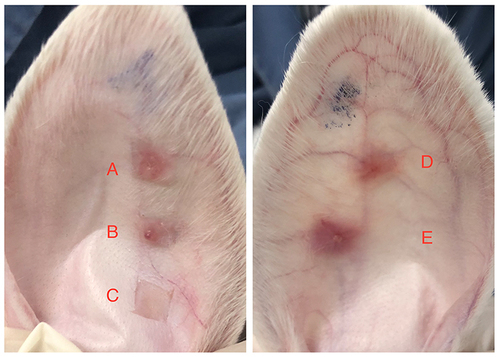 Figure 1 The figure illustrates the conditions of scar hyperplasia in the rabbit ears of different groups at 28 days after the surgical procedure.