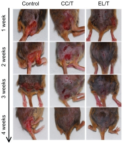 Figure 4 Clinical observations of atopic dermatitis-like skin lesions in NC/Nga mice after topical administration of various formulations: drug-free cream base (control), Tat-admixed conventional cream (CC/T), and Tat-admixed elastic liposomes (EL/T).Citation34