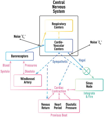 Figure 23. Schematic diagram of the cardiovascular/respiratory model proposed in [Citation58]. The diversity in the model is caused mainly by factors such as time delays in the neural conduction, multiplications in neural and mechanical variables, and time-varying Windkessel dynamics. The model consists of a system of delay-differential equations.