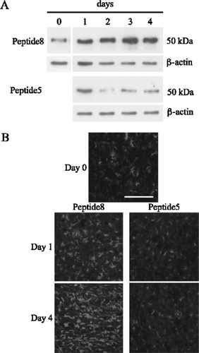 Figure 5 Peptide5 reduces GFAP protein levels in ex vivo spinal cord segments after injury. (A) Western blot of GFAP protein levels in ex vivo spinal cord segments treated with 5 μ M peptide5 or control peptide (peptide8) for 24 h and cultured for up to 4 days, showing decreased GFAP protein levels in the presence of peptide5. (B) Immunohistochemical staining of corresponding sections from ex vivo spinal cord cultures treated as above. Scale bar = 100 μ m.