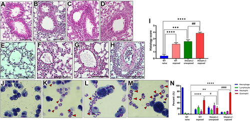 Figure 5 Intranasal allergen exposure led to severe lung inflammation. H&E staining (10X objective) of lung sections of formalin fixed lungs showing peribronchial (PB) inflammation in (A) WT naïve, (B) WT exposed, (C) Sharpin-/- unexposed and (D) Sharpin-/- exposed groups, respectively. H&E staining showing perivascular inflammation (PV) in (E) WT naïve, (F) WT exposed, (G) Sharpin-/- unexposed and (H) Sharpin-/- exposed groups, respectively. (I) PV and PB inflammation were graded and scored based on inflammation and number of eosinophils present. Representative illustration of eosinophils (red arrow) of a Diff Kwik stained of BAL cytospin in (J) WT naïve, (K) WT exposed, (L) Sharpin-/- unexposed and (M) Sharpin-/- exposed groups, respectively. (N) Percent BAL fluid macrophage (blue), eosinophils (red), neutrophils (purple) and lymphocytes green. (Data represented as Means ± SD; n=5–7 mice/group. ****p<0.0001, *** p<0.001, **p<0.01 vs WT naive; ####p<0.0001, ## p<0.01 and #p<0.05 vs Sharpin-/- unexposed. Scale-100µM.
