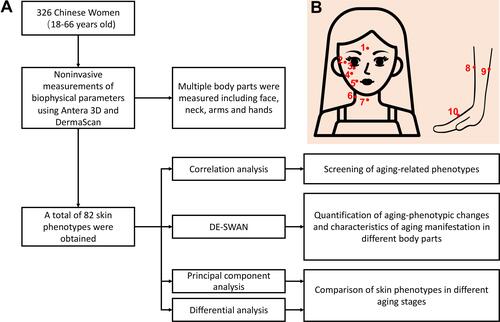 Figure 1 Flowchart of Materials and Methods. (A). Flowchart. (B). Schematic diagram of phenotypic measurement areas. 1–10 represent for forehead (FH) (1), right corner of the eye (RET) (2), under eye (UE) (3), right cheek (RF) (4), right corner of the mouth (RM) (5), right side of the neck (NS) (6), front of the neck (NF) (7), right dorsal forearm (DF) (8), right volar forearm (VF) (9), and back of the right hand (HB) (10), respectively.