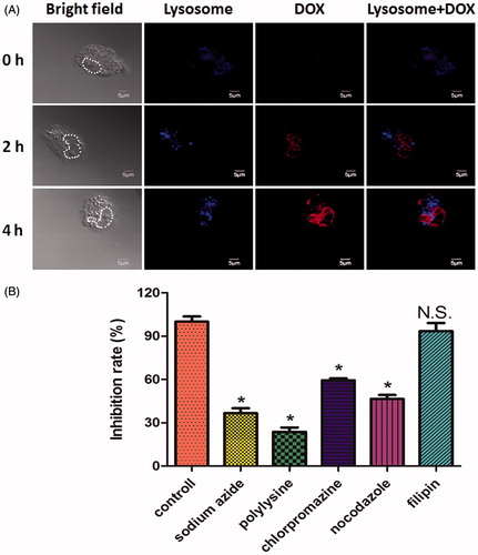 Figure 4. (A) The co-localization of DOX in lysosome after the MCF-7/ADR cells incubating with CL-R8-LP (DOX + VER)/(+Cys) for 0, 2, 4 h, respectively. (B) The endocytosis inhibition assay on MCF-7/ADR cells. The inhibition rate (%) is expressed as the ratios of the cellular uptake in the presence of various inhibitors to the uptake in the absence of inhibitor. Data represent the mean ± SD (n = 3). *p < 0.001, N.S.: No significant difference, versus control group. (For interpretation of the references to color in this figure legend, the reader is referred to the web version of this article).