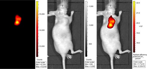 Figure 3 NIRF cancer imaging using IR783 (0.375 mg/kg) in athymic nude mice with subcutaneous prostate cancer.Abbreviation: min, minimum; max, maximum; NIRF, near infrared fluorescent.