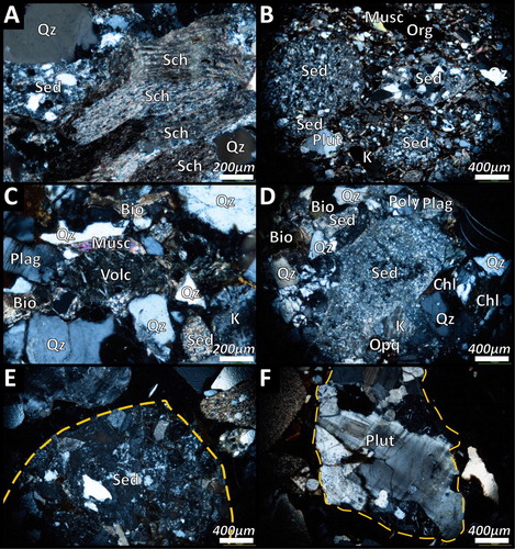 Figure 18. Photomicrographs of sandstones showing key components. All photomicrographs in cross-polarised light. (A) PR200, schist lithics in Otimataura Conglomerate sandstone from the Paturau River. (B) BR408, Otimataura Conglomerate sandstone from the Pakawau Bush Road, with sedimentary and metasedimentary lithics in an organic rich silt matrix. (C) PP144, North Cape Formation sandstone with subrounded grains in porous matrix. Volcanic lithic (centre) has plagioclase laths. (D) Wh269, Farewell Formation sandstone with moderately sorted subangular texture, in centre of view is siltstone lithic with high birefringent clay minerals. (E) PP296, very fine sandstone lithic (outline) with quartz, feldspar, and lithic grains. (F) PP296, equigranular plutonic lithic (outlined) with microcline, plagioclase, quartz, and biotite. Qz: quartz; Poly: polycrystalline quartz; K: alkali feldspar; Plag: plagioclase feldspar; Bio: biotite; Musc: muscovite; Chl: chlorite; Opq: opaque; Org: organic matter; Sed: (meta)sedimentary lithic; Volc: volcanic lithic; Sch: schist lithic; Plut: plutonic lithic.