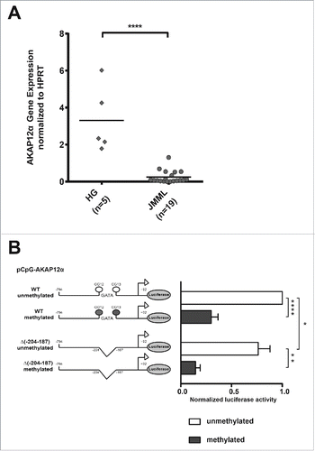 Figure 2. AKAP12α expression and promoter methylation. (A) AKAP12α mRNA expression levels measured by qRT-PCR in five healthy granulocyte samples and 19 JMML patient samples are shown. Horizontal lines represent mean values. The AKAP12α mRNA expression was significantly lower in JMML patients as compared to HG (P = 0.0002; Mann-Whitney U test). (B) Schematic representation of the AKAP12α promoter sequence with and without GATA-motif cloned into the CpG-free (pCpGL) luciferase reporter vector. K562 cells were transfected either with an unmethylated or with an in vitro methylated pCpGL vector construct. Luciferase activity was measured and normalized to the unmethylated Renilla-luciferase construct. The results are relative to the activity of the unmethylated AKAP12α promoter. The bar chart shows the mean luciferase activity ± SD (n = 4) of the methylated promoter construct and the unmethylated construct. Statistical significance was analyzed by a Student's t-test.